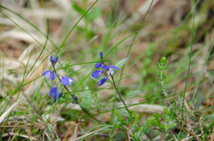 Polygala serpyllifolia