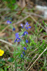 Polygala serpyllifolia
