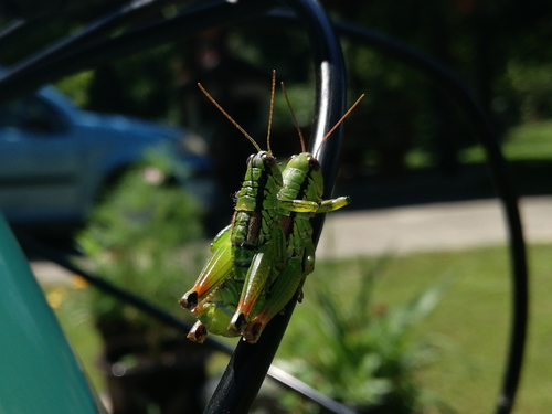 Crvenonogi skakavac listoplaz (Pseudopodisma fieberi)
