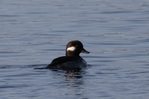 Bufflehead photographed in Alabama