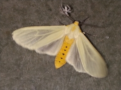 Pareuchaetes pseudoinsulata