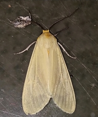 Pareuchaetes pseudoinsulata