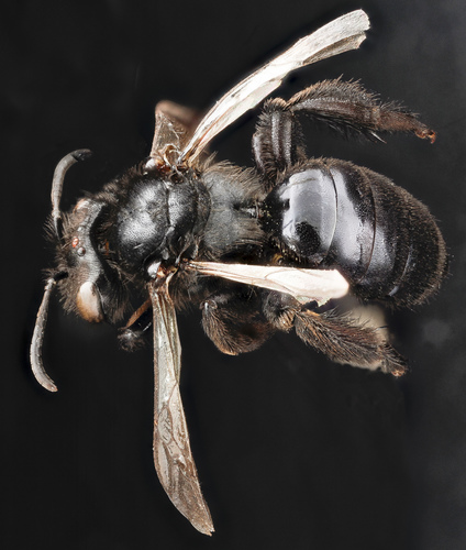 Andrena nigerrima photographed in South Dakota