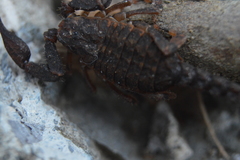Megacormus segmentatus