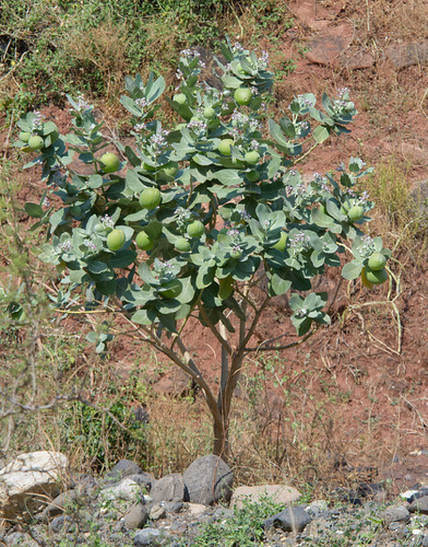 giant milkweed