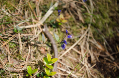 Polygala serpyllifolia