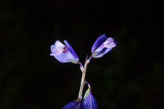Polygala serpyllifolia