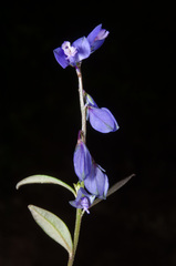 Polygala serpyllifolia