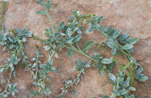 Greyleaf Heliotrope