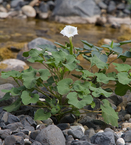 downy thorn-apple
