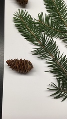 Picea glauca
