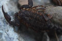 Megacormus segmentatus