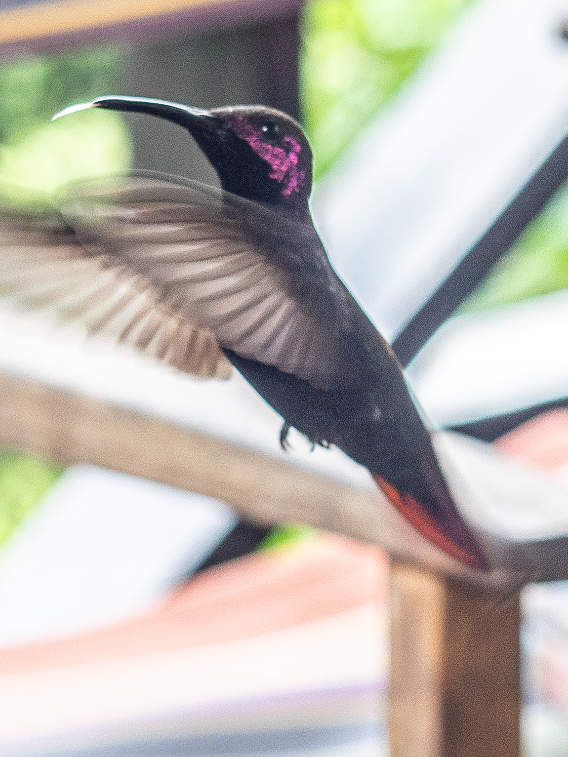Jamaican Mango (Anthracothorax mango), photo 2