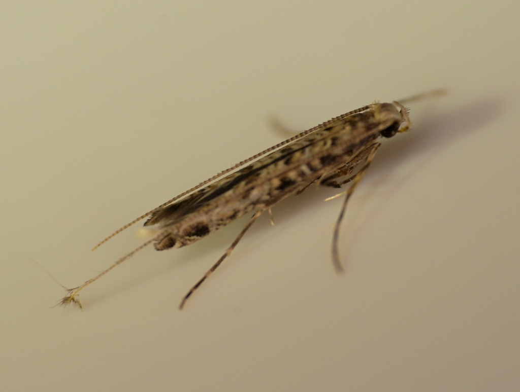 Accropode Insect Acrocercops in September 2025 by sk2 · iNaturalist