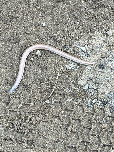Sonora straminea