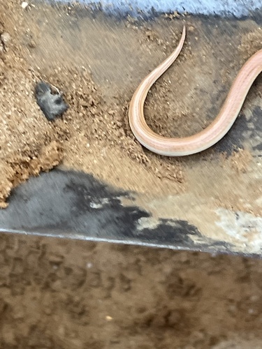 Sonora straminea