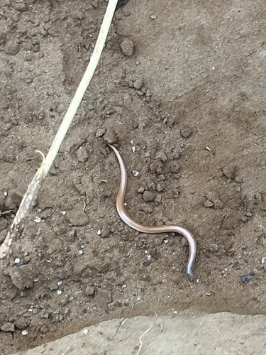 Sonora straminea