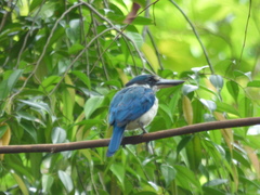 Todiramphus chloris