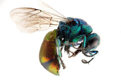 Pseudochrysis neglecta