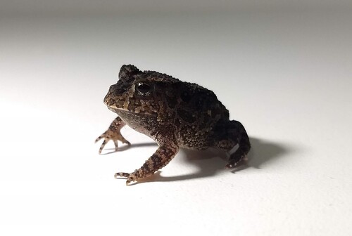Botucatu Escuerzo, Proceratophrys moratoi