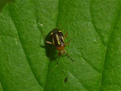 Horciasinus signoreti