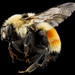 Bombus huntii - Photo ללא זכויות יוצרים, הועלה על ידי USGS Bee Inventory and Monitoring Lab
