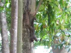 Callosciurus notatus