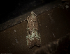 Heteromicta tripartitella