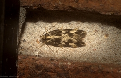 Barea eucapnodes