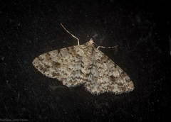 Myrioblephara desumpta