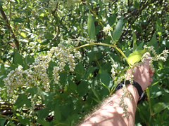 Koenigia phytolaccifolia