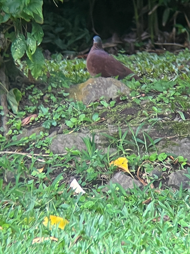 Chiriqui Quail-Dove (Zentrygon chiriquensis)
