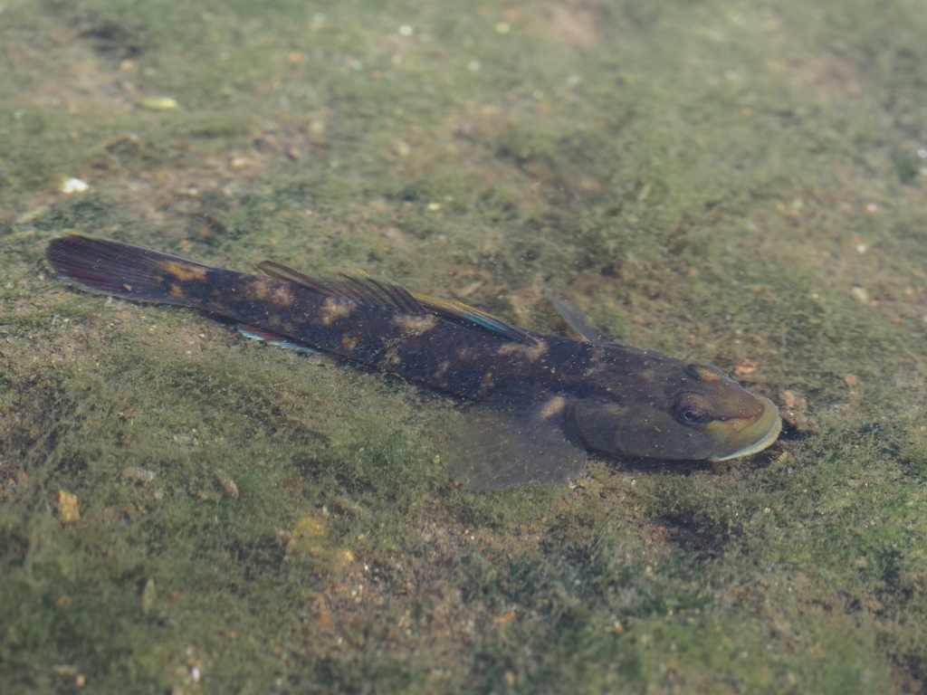 Amur Goby