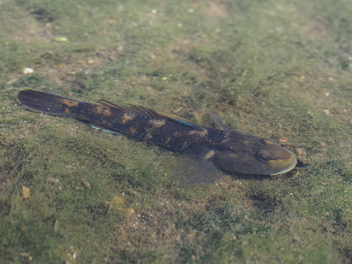 Orange Amur Goby