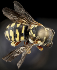 Dianthidium concinnum