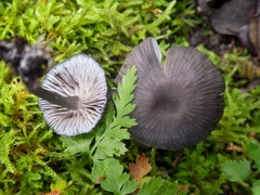 Entoloma serrulatum