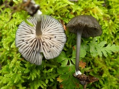 Entoloma serrulatum