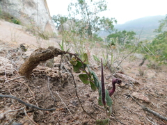 Aristolochia nana
