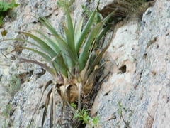 Tillandsia utriculata
