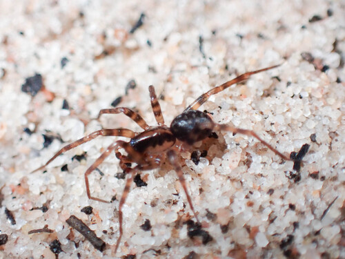 Macrobunid Spider