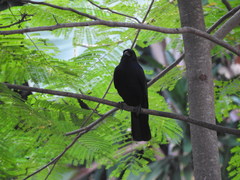 Corvus sinaloae