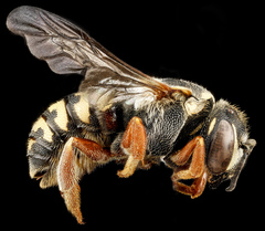 Dianthidium concinnum