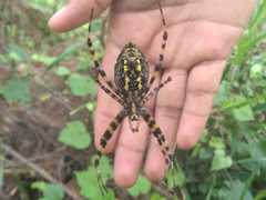 Argiope