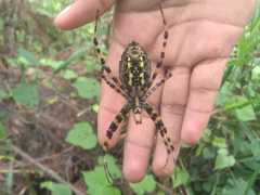 Argiope