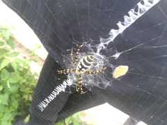 Argiope