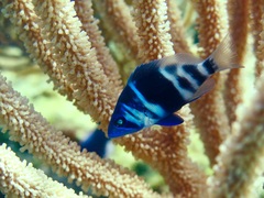 Hypoplectrus indigo