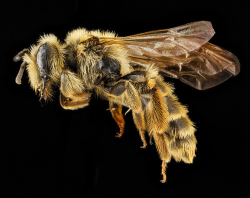 Death Camas Miner Bee