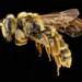 Death Camas Mining Bee - Photo no rights reserved, uploaded by USGS Bee Inventory and Monitoring Lab