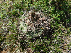 Coryphantha cornifera