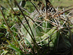 Coryphantha cornifera